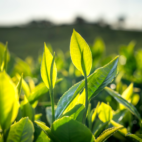 Premium Ceylon Matcha Powder - Image 4