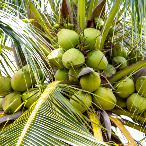 Ceylon Desiccated Coconut - Image 5