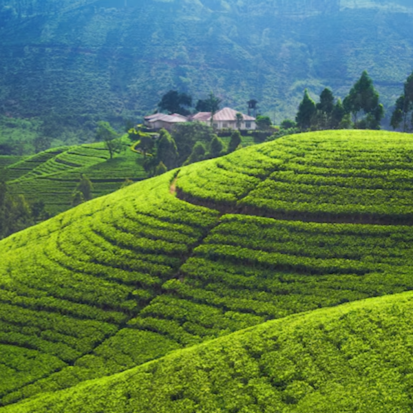 Premium Ceylon Matcha Powder - Image 5