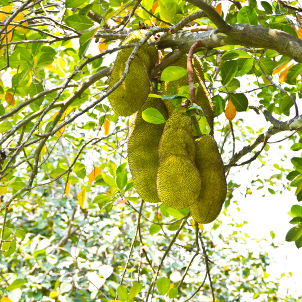 Tropical Ceylon Dried Jackfruit - Image 5