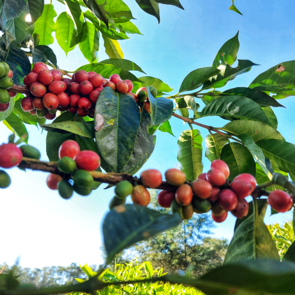 Premium Ceylon Coffee Powder - Image 5